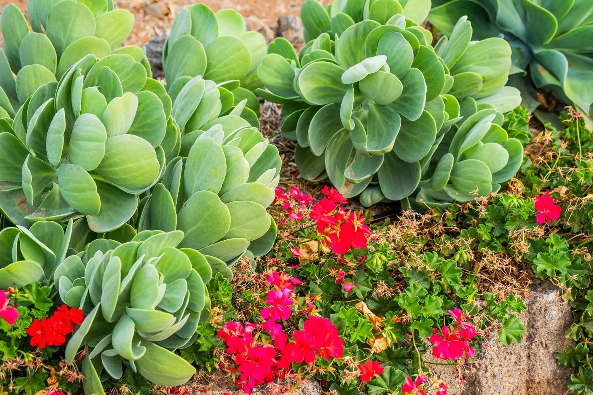 Tenerife Healing Garden Guía de Isora Екстериор снимка