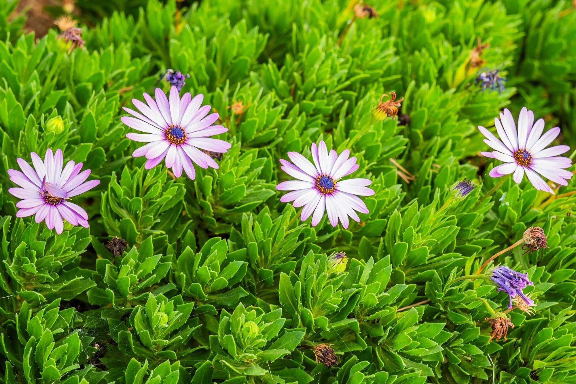 Tenerife Healing Garden Guía de Isora Екстериор снимка